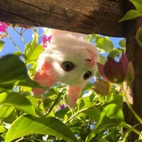 珍珠