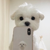 来凤鱼