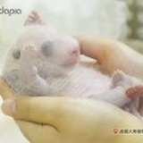 成小实