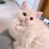 杉九岁