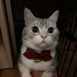 碗碗