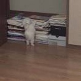 芝麻茶叶