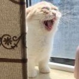 斜阳渐矮只影长