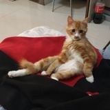 一只刘小果