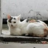小凯