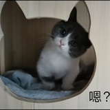 茶喵喵