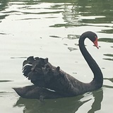 篮子