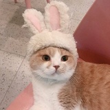 卿卿