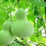 御宝