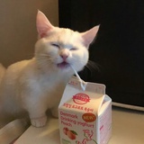 好运椰椰