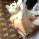 养渐层的小伙子