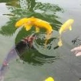 浪尖起舞