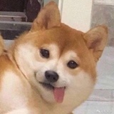 Koni鸡娃
