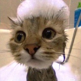 耗子舔猫逼