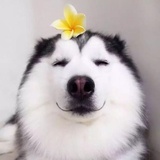 麦子梵