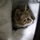酱油叛逆了
