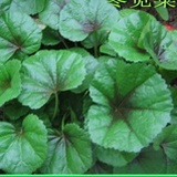 冬苋菜