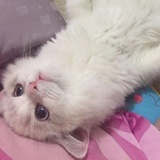 单调梗