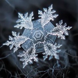 紫陌露雪