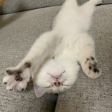 小包子妈