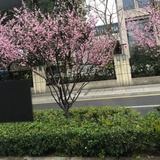 豆友207235354