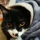 抹茶妹妹
