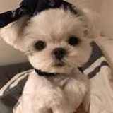 微笑小女王