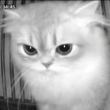 CUTEEZ
