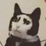 讨论】猫一只鼻孔流鼻血- 小组讨论- 豆瓣