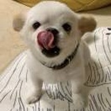猩猩