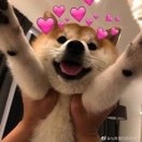 不擦地板的多诺