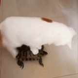 欧克欧克