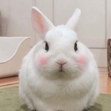 胖而自知