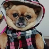 艳207706858
