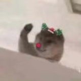 见我碗了嘛