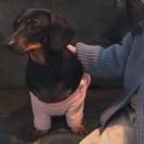 小顾