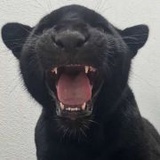 HugsVe