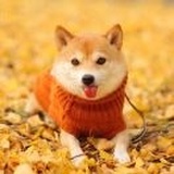 帅阿土啊