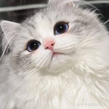 爱因斯坦罗森桥