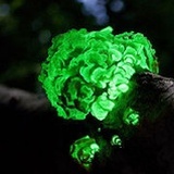 书堆里的蘑菇