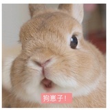 咖啡不加糖