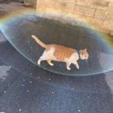 考拉