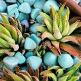 玲珑