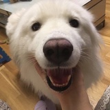Helloikk