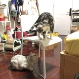 柯南一休