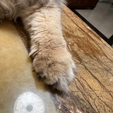 超频废人
