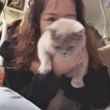 诱骗一只猫