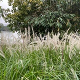 anan