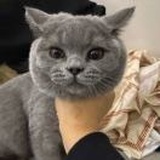 你是个猪猪嘛