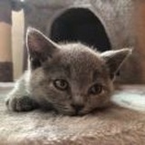 🐱